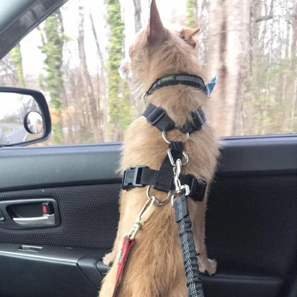 Seat Belt Leash